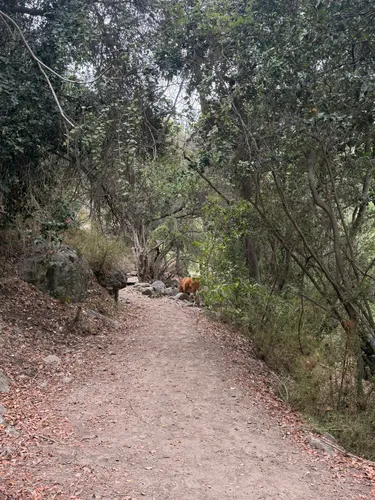 Caminatas senderos naturales